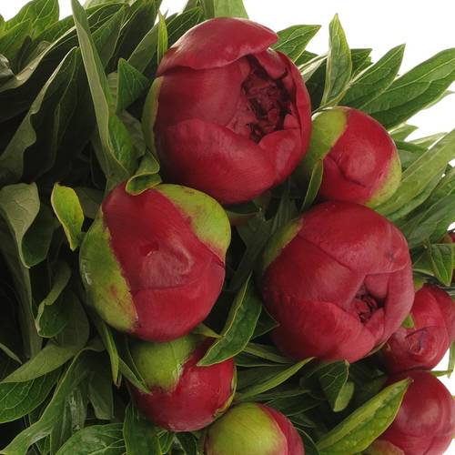 Pfingstrose rot Champ    45cm