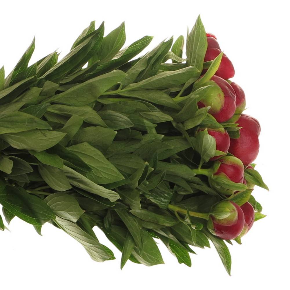 Pfingstrose rot Champ    45cm