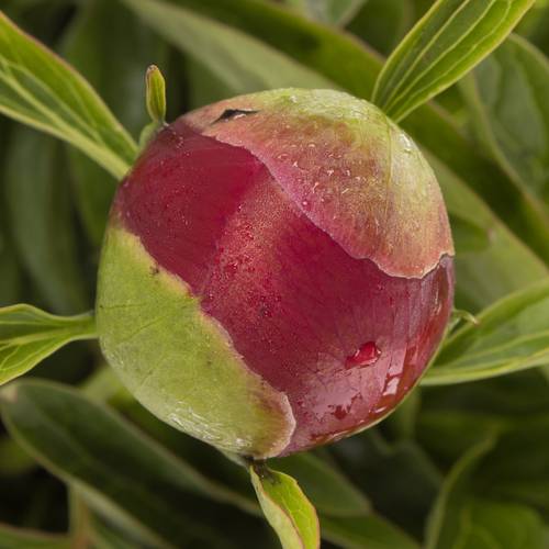 Pfingstrose rot gefüllt Charm 60cm