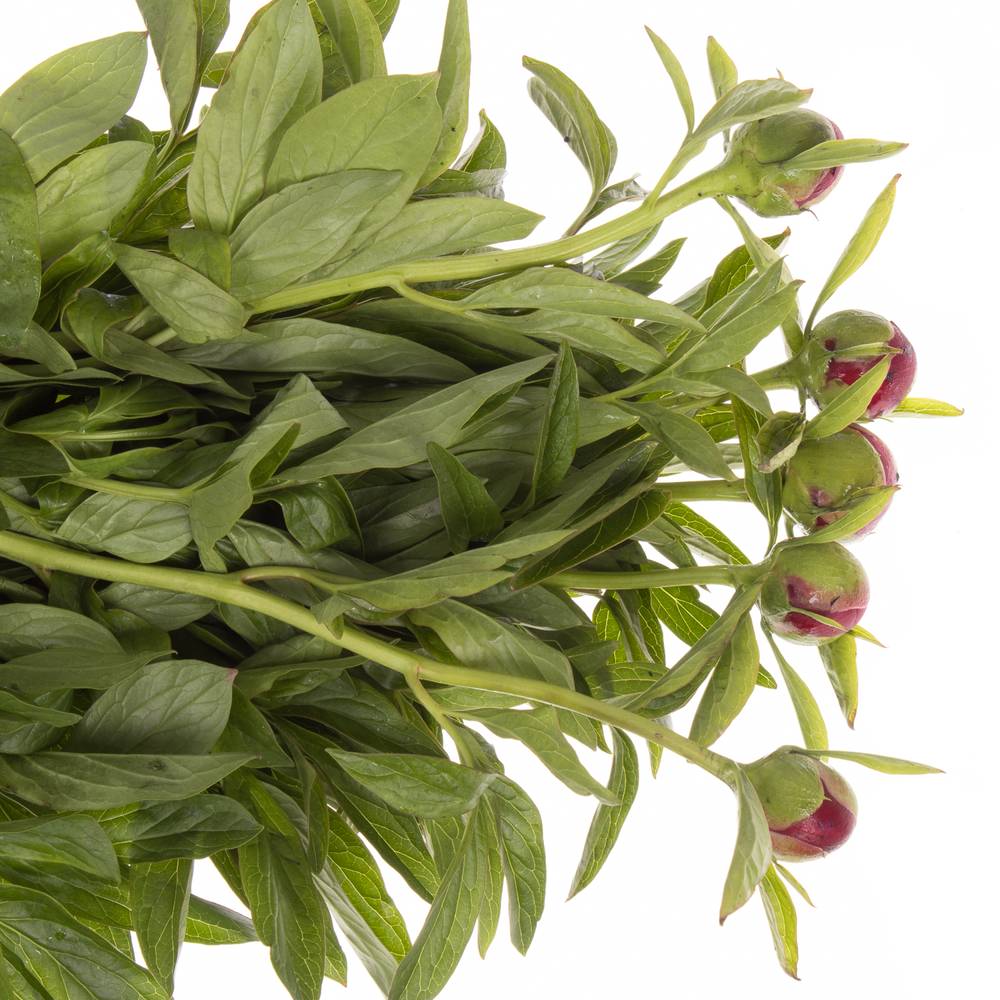 Pfingstrose rot gefüllt Charm 60cm