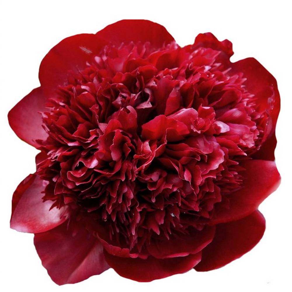 Pfingstrose rot gefüllt Charm 60cm