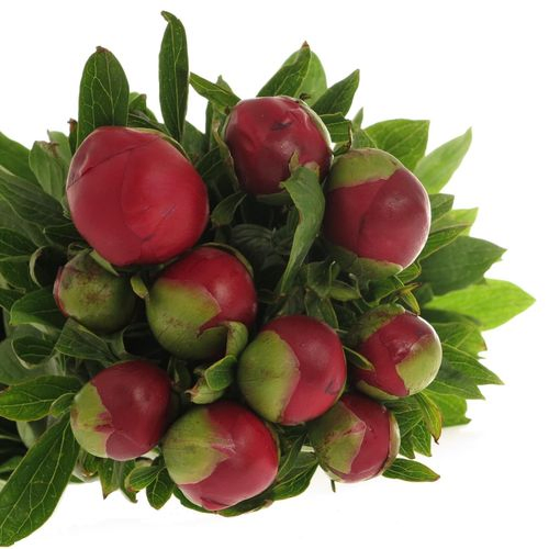 Pfingstrose rot Champ    50cm