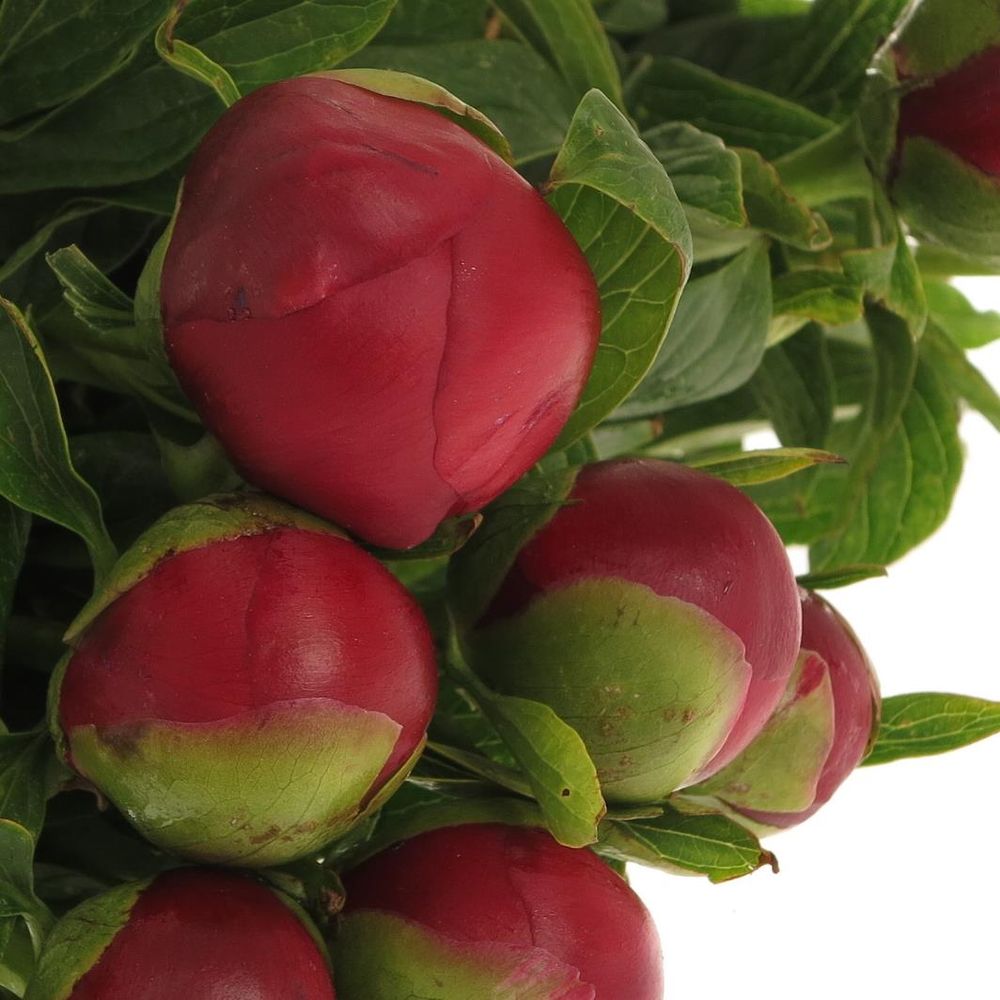 Pfingstrose rot Champ    50cm