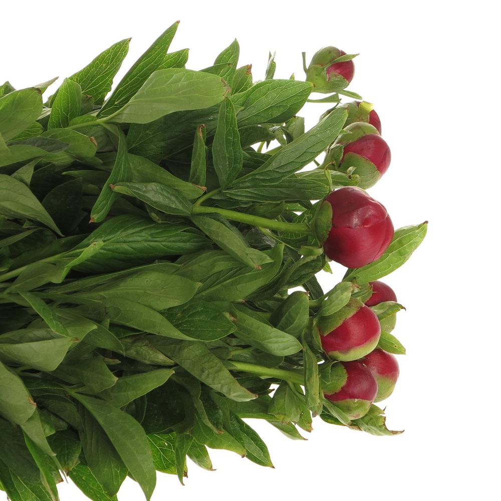 Pfingstrose rot Champ    50cm