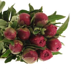 Pfingstrose lila Sarah Bernard 40cm