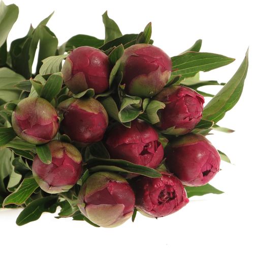 Pfingstrose lila Sarah Bernard 40cm