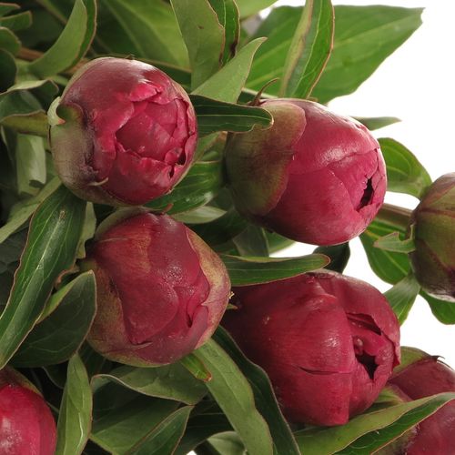 Pfingstrose lila Sarah Bernard 40cm