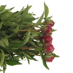 Pfingstrose lila Sarah Bernard 40cm