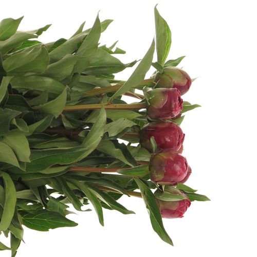 Pfingstrose lila Sarah Bernard 40cm