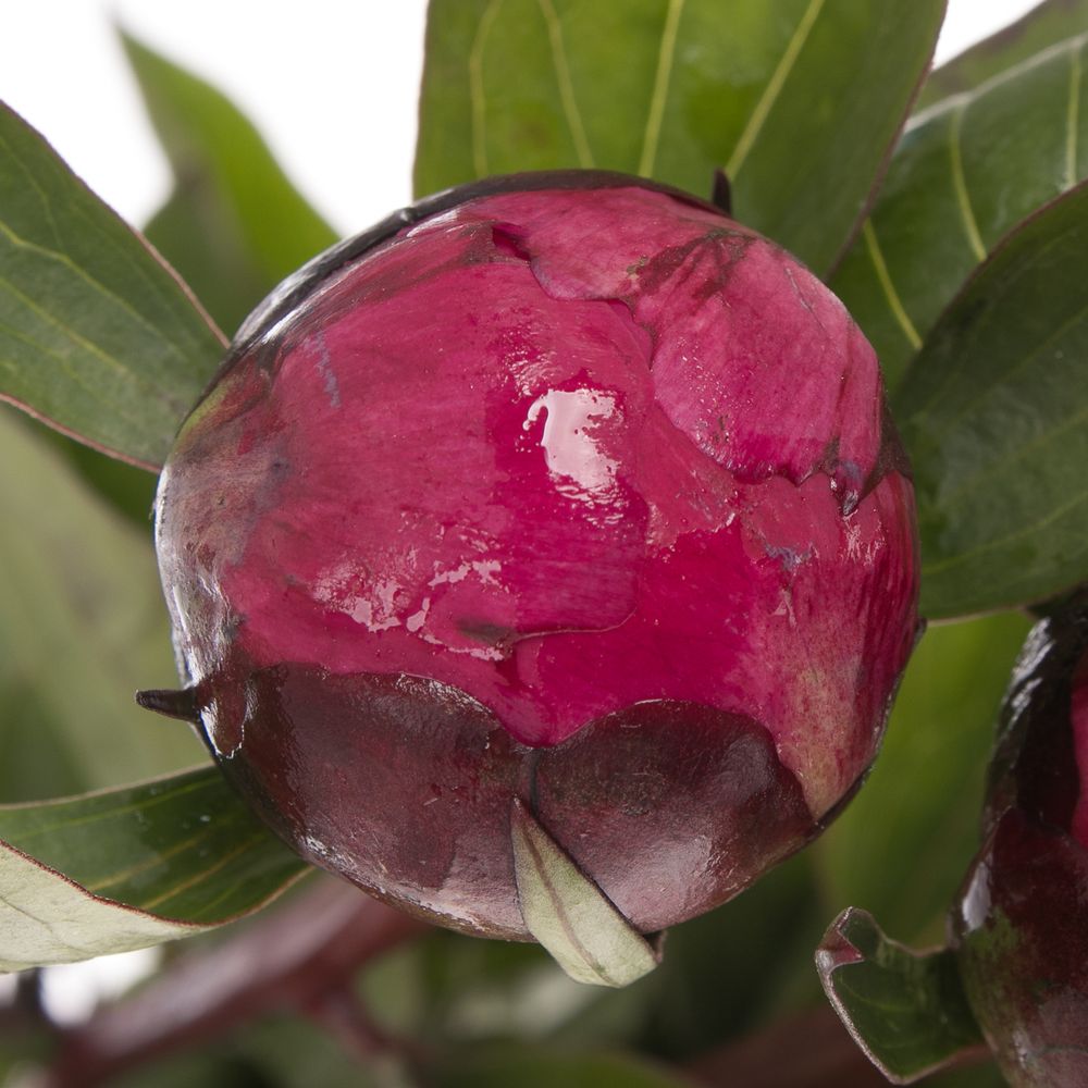 Pfingstrose rot Sarah Bernard 45cm klein