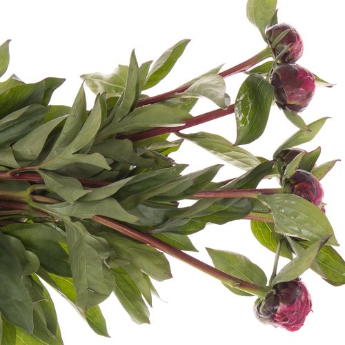 Pfingstrose rot Sarah Bernard 45cm klein