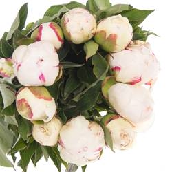 Pfingstrose weiss/rosa gefüllt Shirley 40cm