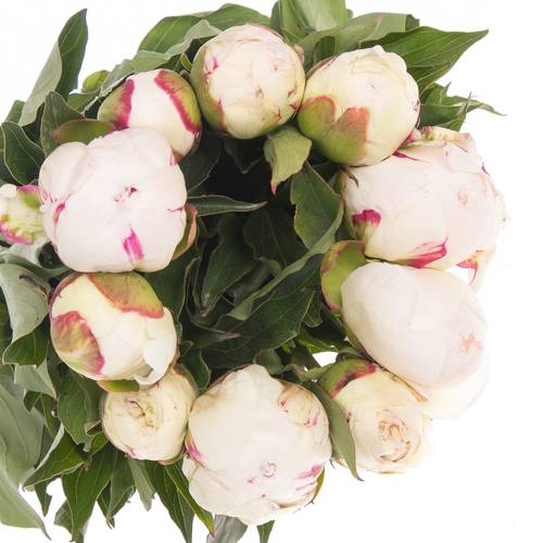 Pfingstrose weiss/rosa gefüllt Shirley 40cm