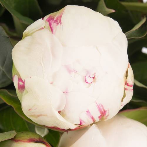 Pfingstrose weiss/rosa gefüllt Shirley 40cm