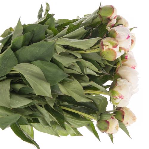 Pfingstrose weiss/rosa gefüllt Shirley 40cm