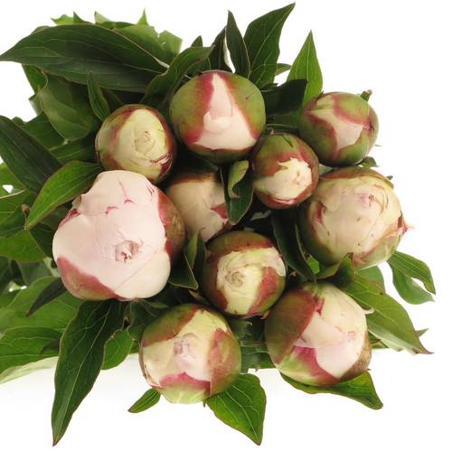 Pfingstrose weiss/rosa gefüllt Shirley 50cm