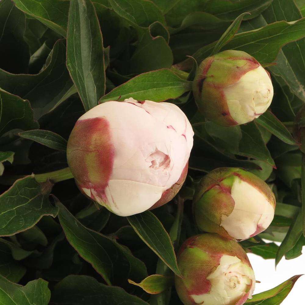 Pfingstrose weiss/rosa gefüllt Shirley 50cm