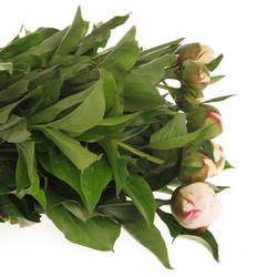 Pfingstrose weiss/rosa gefüllt Shirley 50cm