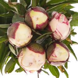 Pfingstrose weiss/rosa gefüllt Shirly 60cm