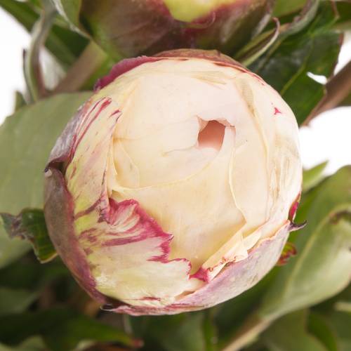 Pfingstrose weiss/rosa gefüllt Shirly 60cm