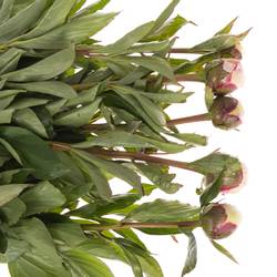 Pfingstrose weiss/rosa gefüllt Shirly 60cm