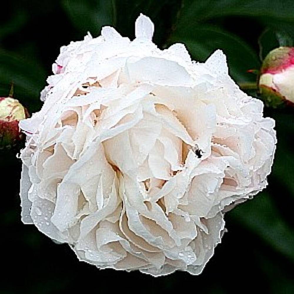 Pfingstrose weiss/rosa gefüllt Shirly 60cm