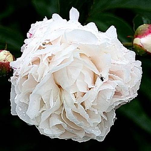 Pfingstrose weiss/rosa gefüllt Shirly 60cm