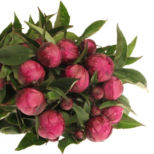 Pfingstrose lila Victor 50cm