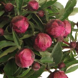 Pfingstrose lila Victor 50cm