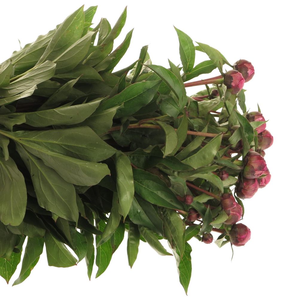 Pfingstrose lila Victor 50cm