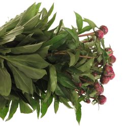 Pfingstrose lila Victor 50cm