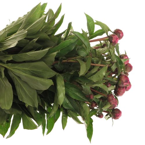 Pfingstrose lila Victor 50cm