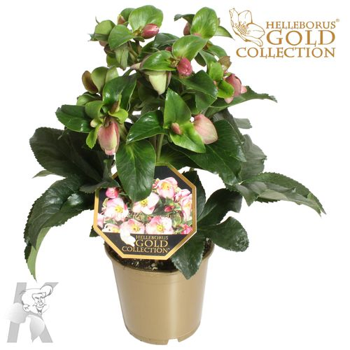 Helleborus Ice N Roses rosa im Gold Topf T15 H50