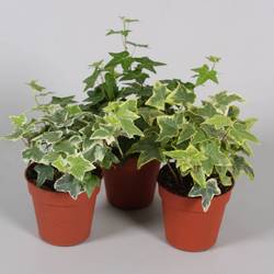 Efeu mix Klein  T09 H05