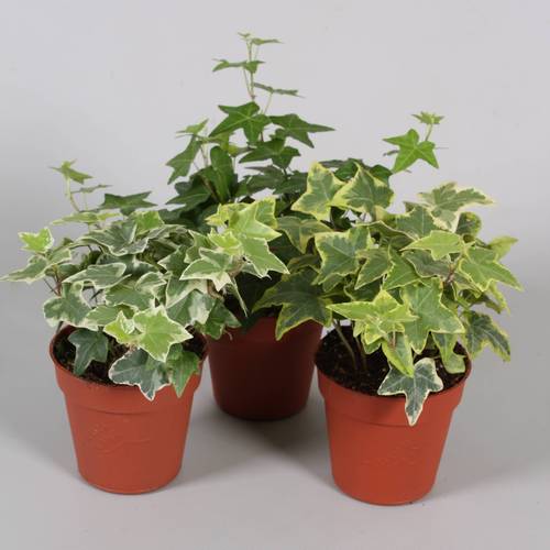 Efeu mix Klein  T09 H05