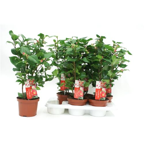 Camelia King rot T17 H60 25+