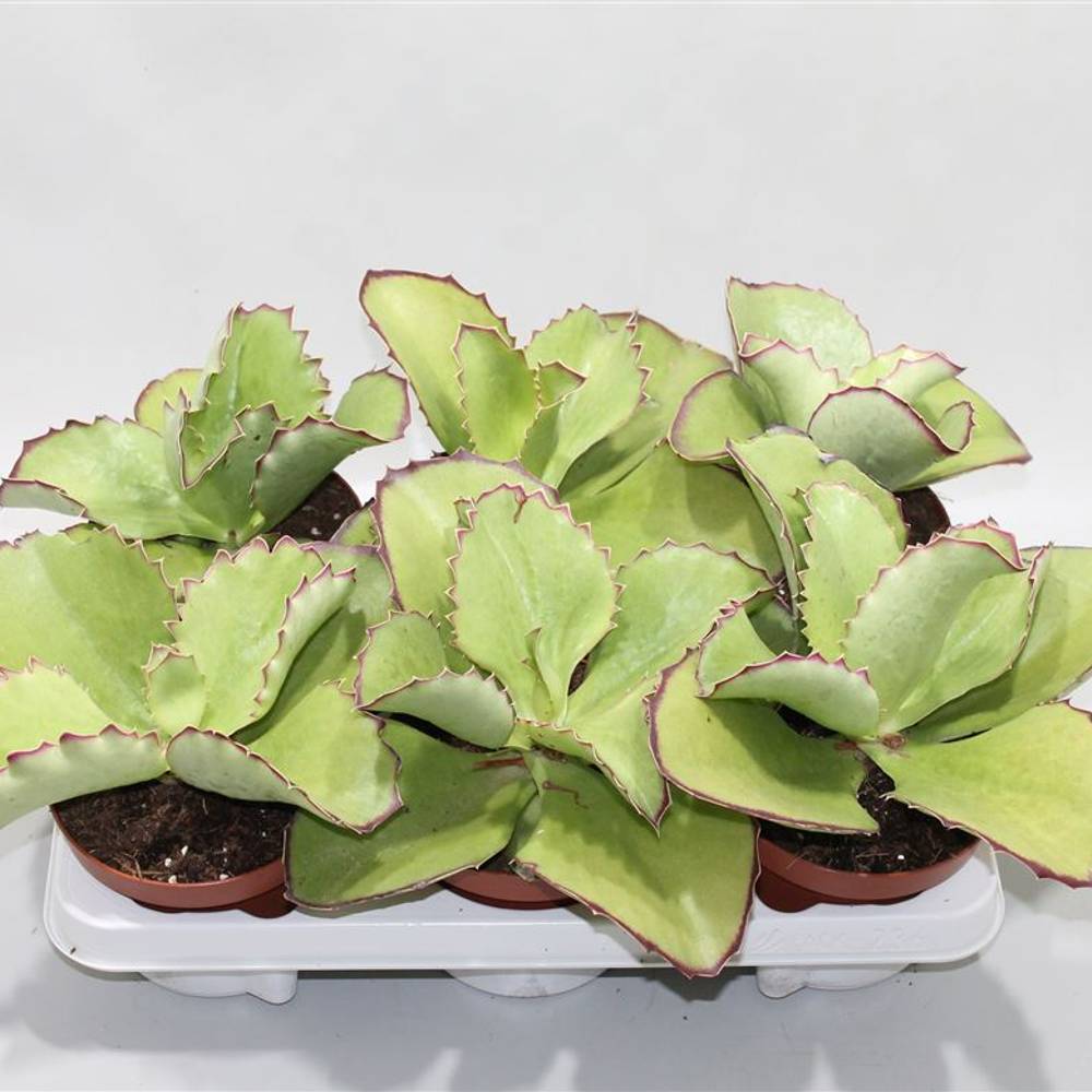 Kalanchoe Synsepala T13 H020