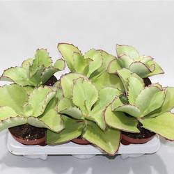 Kalanchoe Synsepala T13 H020