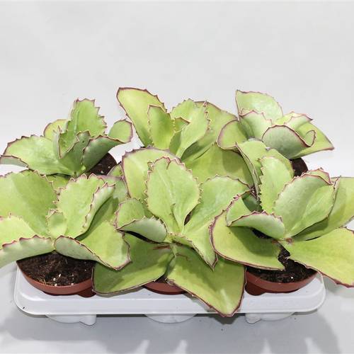 Kalanchoe Synsepala T13 H020