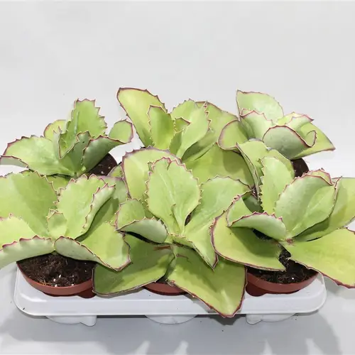 Kalanchoe Synsepala T13 H020
