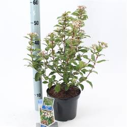 Viburnum Tinus T19 H35