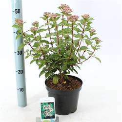 Viburnum Tinus T19 H35