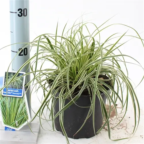 Carex Oshimensis Evercream T17 H020