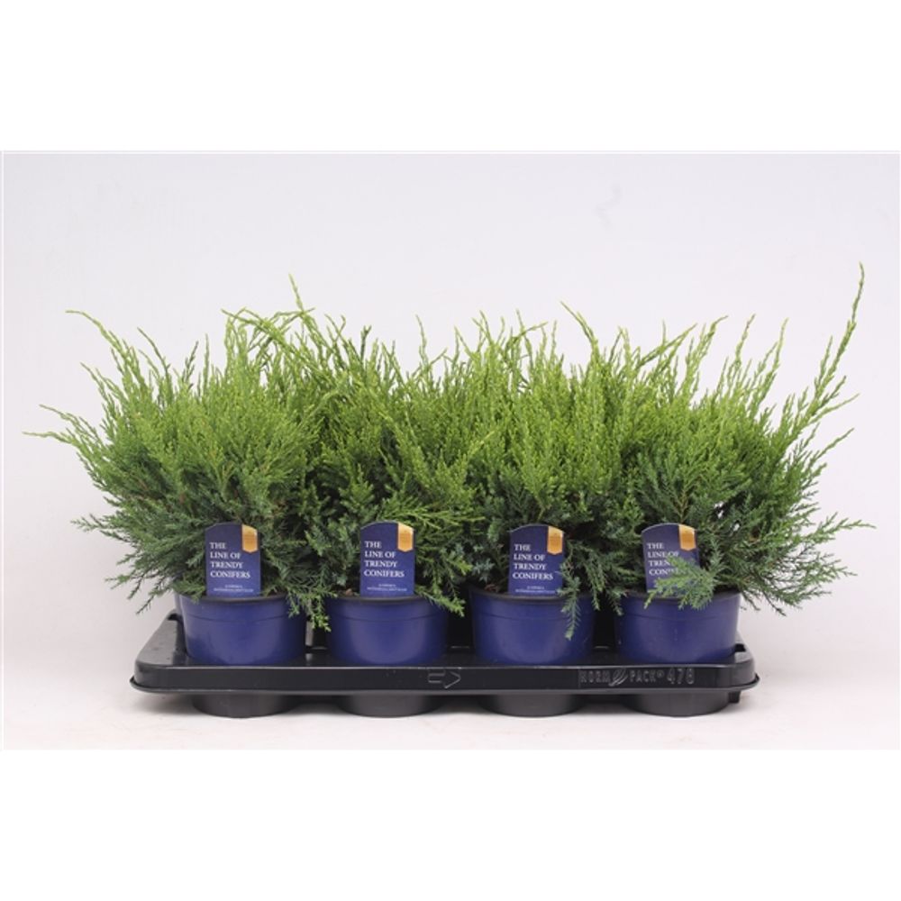 Juniperus Mint T13 H30
