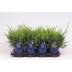 Juniperus Mint T13 H30