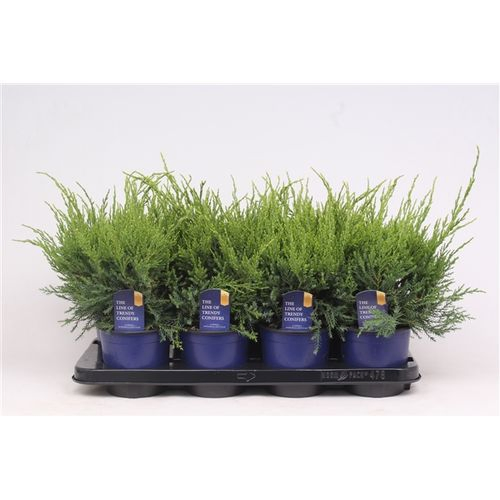 Juniperus Mint T13 H30