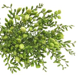 Freesie weiss Albatros 20 Gramm