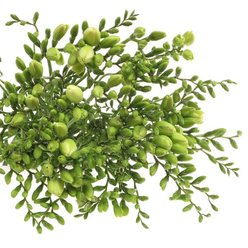 Freesie weiss Albatros 20 Gramm