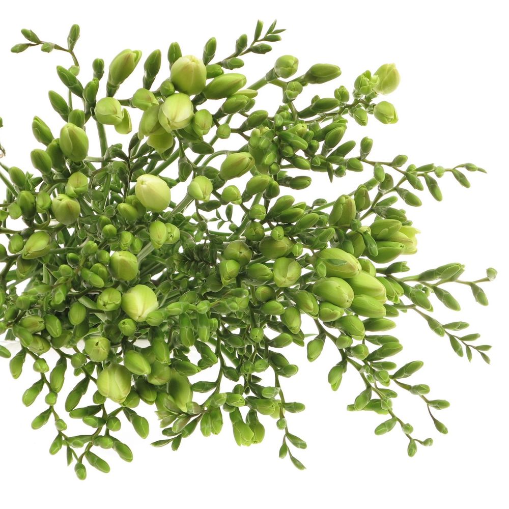 Freesie weiss Albatros 20 Gramm