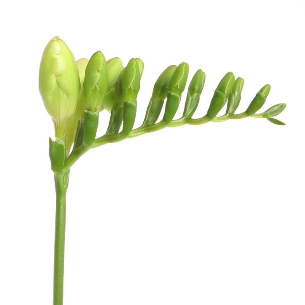 Freesie weiss Albatros 20 Gramm